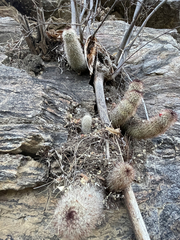 Mammillaria phitauiana