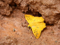 Myscelus amystis