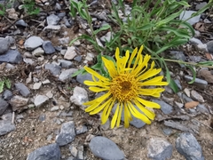 Grindelia grandiflora