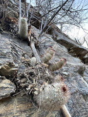Mammillaria phitauiana