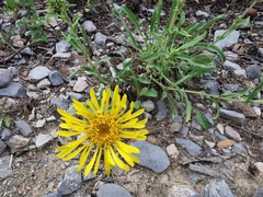 Grindelia grandiflora