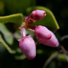Arctostaphylos cruzensis