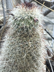 Mammillaria phitauiana