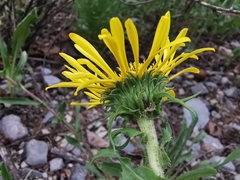 Grindelia grandiflora
