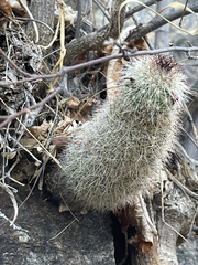 Mammillaria phitauiana