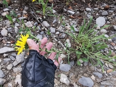 Grindelia grandiflora