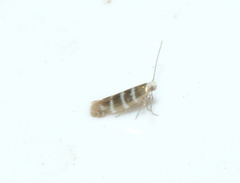 Argyresthia trifasciata
