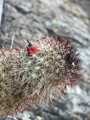 Mammillaria phitauiana