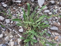 Grindelia grandiflora