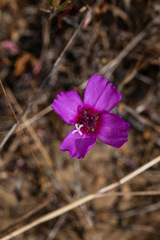 Clarkia rubicunda