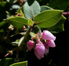 Arctostaphylos cruzensis