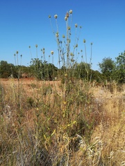 Dipsacus comosus