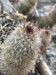 Mammillaria phitauiana