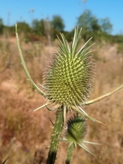 Dipsacus comosus