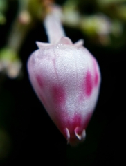 Arctostaphylos cruzensis