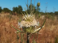 Dipsacus comosus