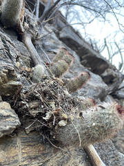Mammillaria phitauiana