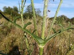 Dipsacus comosus