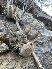 Mammillaria phitauiana