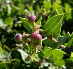 Arctostaphylos cruzensis