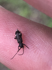 Psenocerus supernotatus