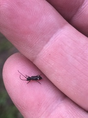 Psenocerus supernotatus