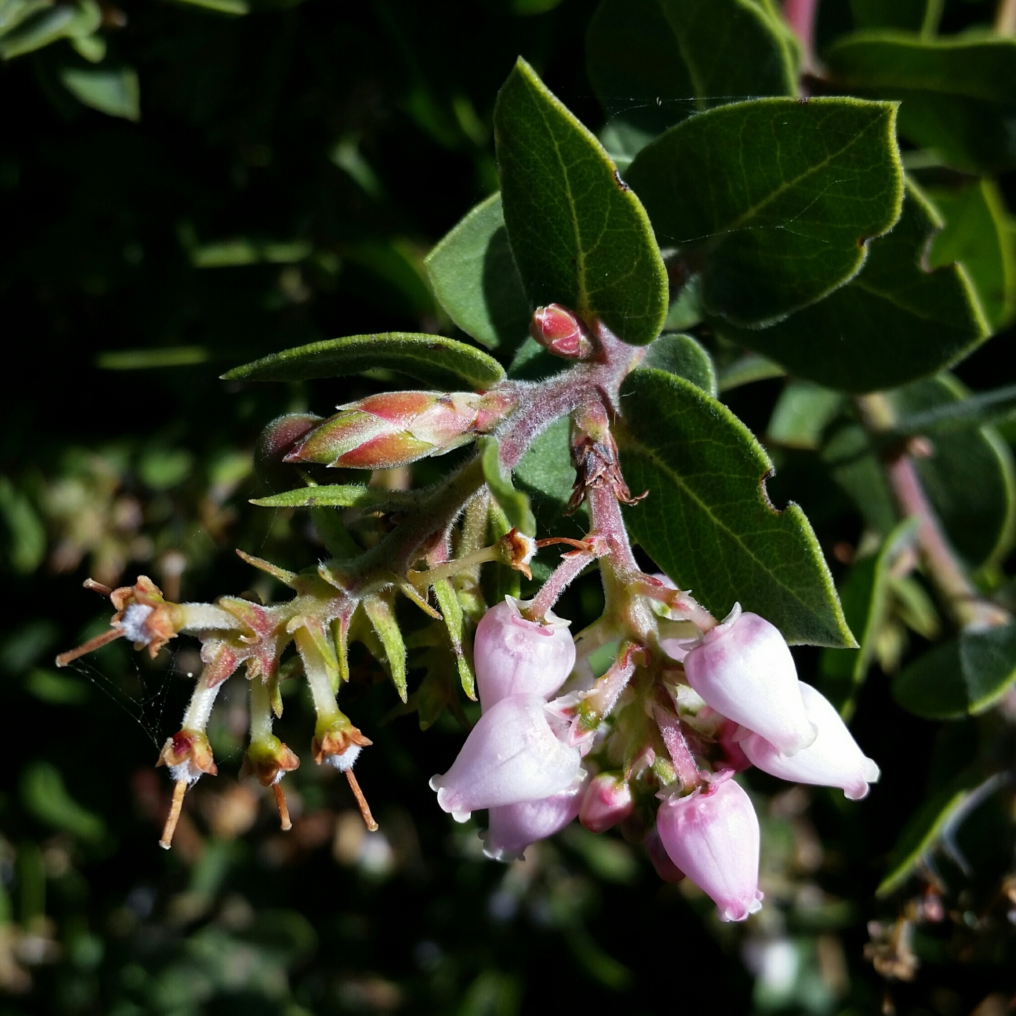 Arctostaphylos cruzensis