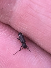 Psenocerus supernotatus