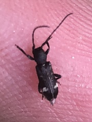 Psenocerus supernotatus