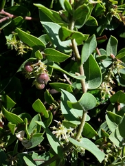 Arctostaphylos cruzensis