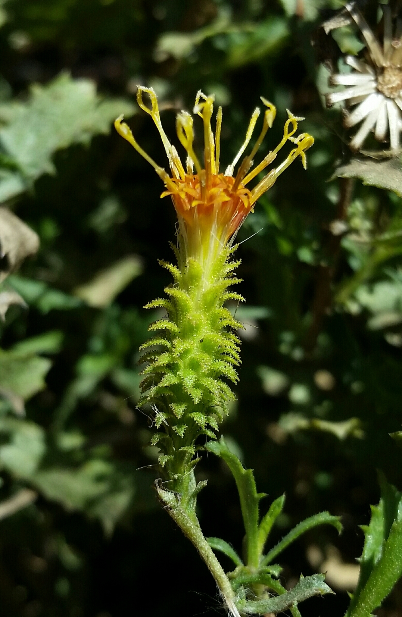 Hazardia squarrosa var. squarrosa