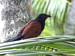 Centropus sinensis