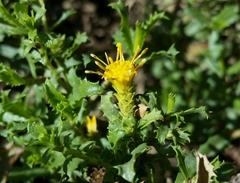 Hazardia squarrosa squarrosa