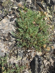 Podistera yukonensis