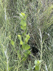 Populus brandegeei