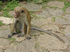 Macaca sinica