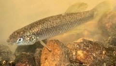Fundulus rathbuni
