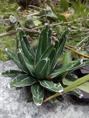 Agave victoriae-reginae