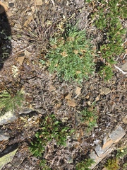 Podistera yukonensis