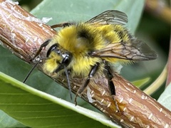 Bombus sitkensis