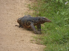 Varanus salvator salvator