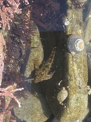 Oligocottus maculosus