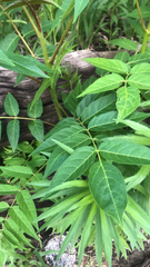 Ailanthus altissima