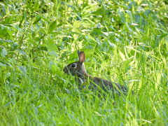 Sylvilagus floridanus