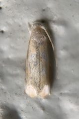Dryadaula terpsichorella image