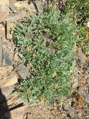 Podistera yukonensis