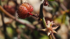 Ayenia compacta
