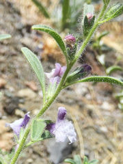 Sairocarpus cornutus