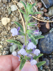 Sairocarpus cornutus