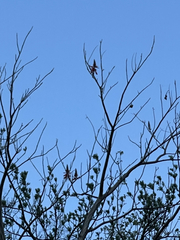 Erythrina flabelliformis